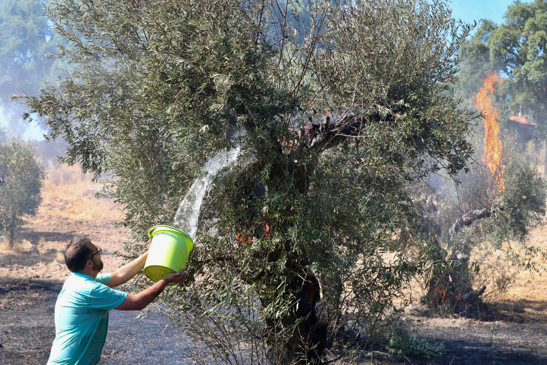 Una veintena de jóvenes se han puesto de acuerdo para intentar salvar de la quema decenas de olivos centenarios que se encuentran en el casco urbano de Medelim, una de las aldeas afectadas por el incendio forestal que desde ayer, lunes, se mantiene activo en el concejo luso de Penamacor, en plena frontera con Cáceres. EFE/Carlos García