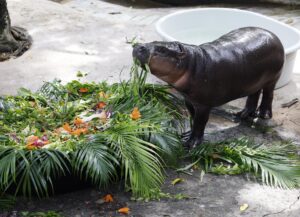 Chonburi (Thailand), 10/07/2025.- The world's most famous one-year-old female pygmy hippopotamus, Moo Deng, enjoys a cake made of various fruits and plants to celebrate her first birthday at Khao Kheow Open Zoo in Chonburi province, Thailand, 10 July 2025. Moo Deng, whose name means 'bouncy pork' or 'bouncing pig' in Thai, has gained global popularity and become the zoo’s star and an international online sensation after a zookeeper posted videos of her on social media in 2024. The pygmy hippopotamus is native to West Africa and is classified as an endangered species. (Tailandia) EFE/EPA/RUNGROJ YONGRIT