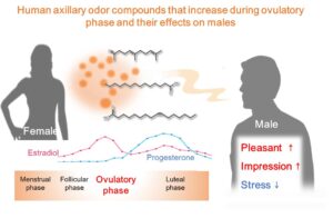 Un equipo de investigadores de la Universidad de Tokio ha comprobado cómo los cambios en el olor corporal femenino durante la ovulación provocan reacciones medibles en los hombres, que ven a las mujeres más atractivas y se relajan al percibir esos olores. Representación visual del aumento de los compuestos del olor corporal durante la ovulación. Crédito.  Kazushige Touhara.