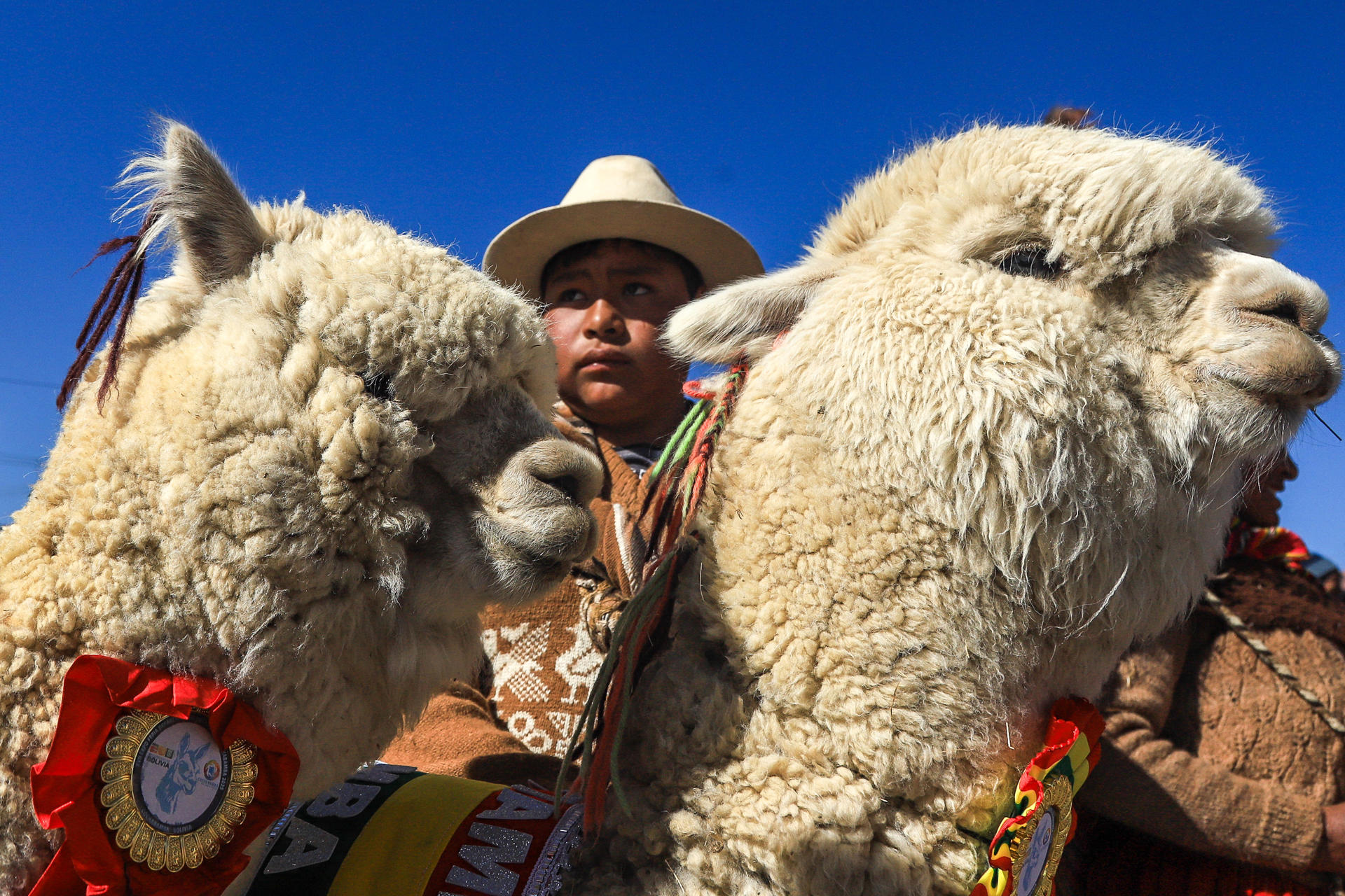 Un criador expone sus alpacas durante una feria de camélidos este sábado, en El Alto (Bolivia). . EFE/ Gabriel Márquez