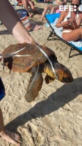 Una tortuga marina de la especie Caretta caretta permanece ingresada en el Centro de Recuperación de fauna marina ARCA del Mar del Oceanogràfic de València, tras aparecer varada el pasado viernes en una playa de Torrevieja con los restos de un globo de helio en su interior. EFE/ Oceanogràfic Valencia SOLO USO EDITORIAL/SOLO DISPONIBLE PARA ILUSTRAR LA NOTICIA QUE ACOMPAÑA (CRÉDITO OBLIGATORIO)