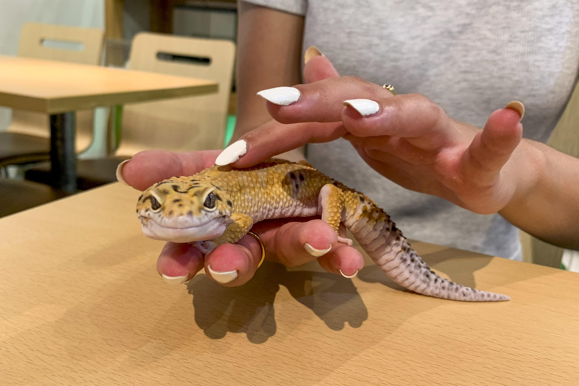 Las imágenes de personas con nutrias, capibaras o serpientes se han convertido en una tendencia viral en Japón que muchos quieren imitar, pero esta práctica, aparentemente inofensiva y que parece acercar a animales y humanos, puede suponer una amenaza para algunas especies. EFE/Sara Rodríguez Pachón