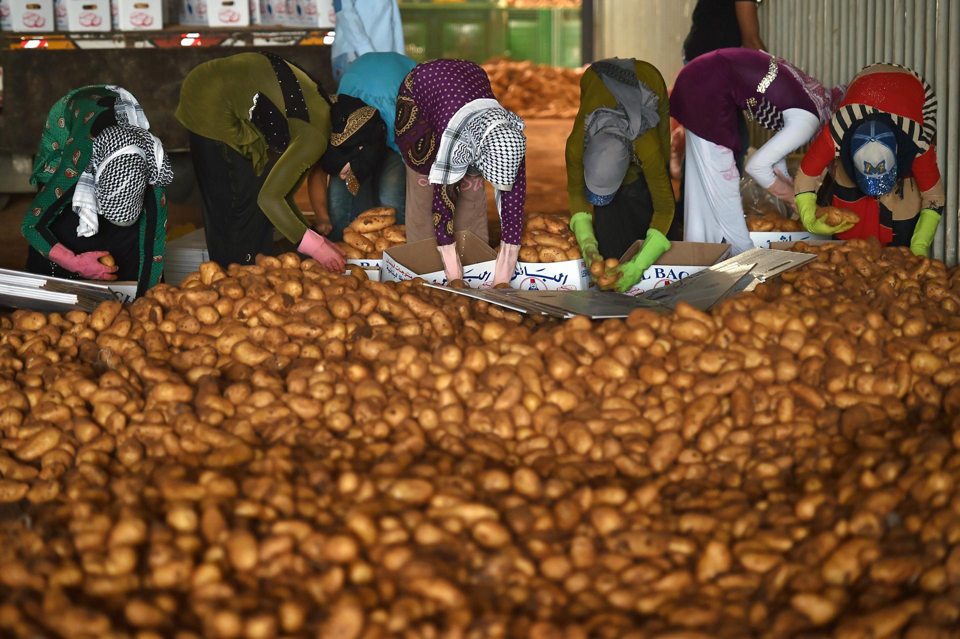 Imagen de archivo de varios agricultores metiendo patatas en cajas en el área de Taanayel, valle de Bekaa (Líbano). EFE/Wael Hamzeh