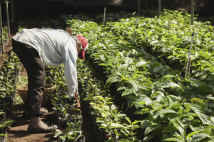 Una persona trabaja en una plantación de café, en Tapachula (México). EFE/ Juan Manuel Blanco