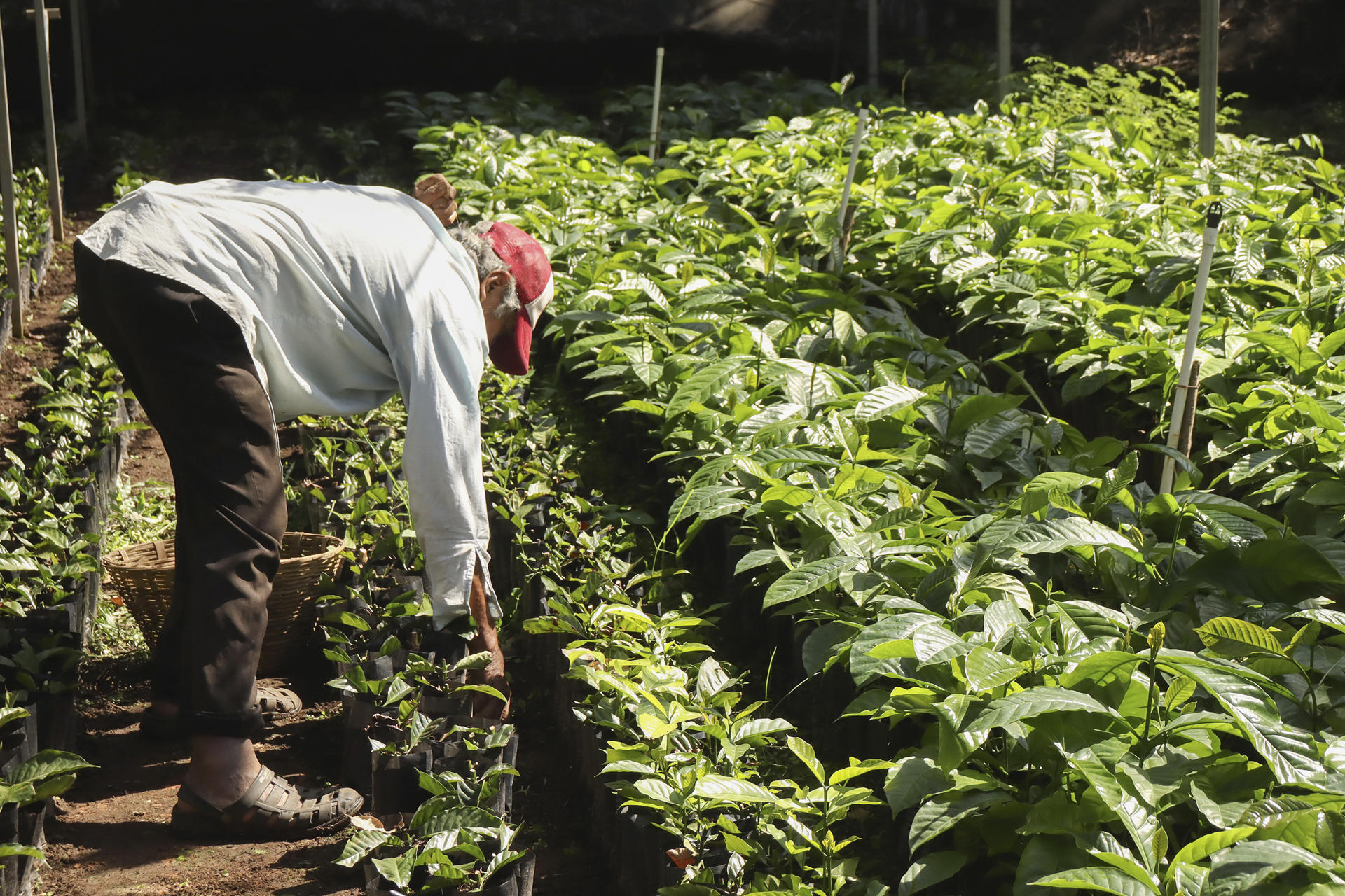 Una persona trabaja en una plantación de café, en Tapachula (México). EFE/ Juan Manuel Blanco