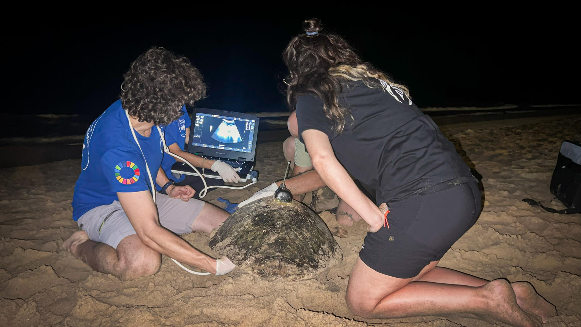 José Luis Crespo revisa con un ecógrafo si la tortuga ha depositado la totalidad de sus huevos. El periodo de anidación de la tortuga boba (Caretta caretta) continúa en la Comunitat Valenciana con el hallazgo del tercer nido de la temporada, esta vez en la playa de Los Arenales del Sol, en Elche, durante la pasada madrugada, según un comunicado del Oceanogràfic. EFE/ Oceanogràfic NDP + ADV SOLO USO EDITORIAL/SOLO DISPONIBLE PARA ILUSTRAR LA NOTICIA QUE ACOMPAÑA (CRÉDITO OBLIGATORIO)