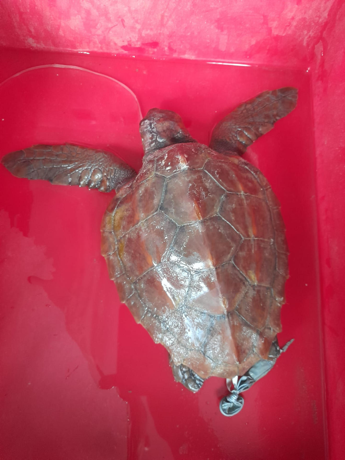 Una tortuga marina de la especie Caretta caretta permanece ingresada en el Centro de Recuperación de fauna marina ARCA del Mar del Oceanogràfic de València, tras aparecer varada el pasado viernes en una playa de Torrevieja con los restos de un globo de helio en su interior. EFE/ Oceanogràfic Valencia SOLO USO EDITORIAL/SOLO DISPONIBLE PARA ILUSTRAR LA NOTICIA QUE ACOMPAÑA (CRÉDITO OBLIGATORIO)