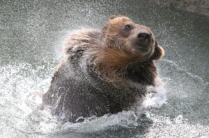 En la imagen de archivo, un oso marrón disfruta de un baño en el zoológico de Moscú, Rusia. EFE/Sergei Chirikov