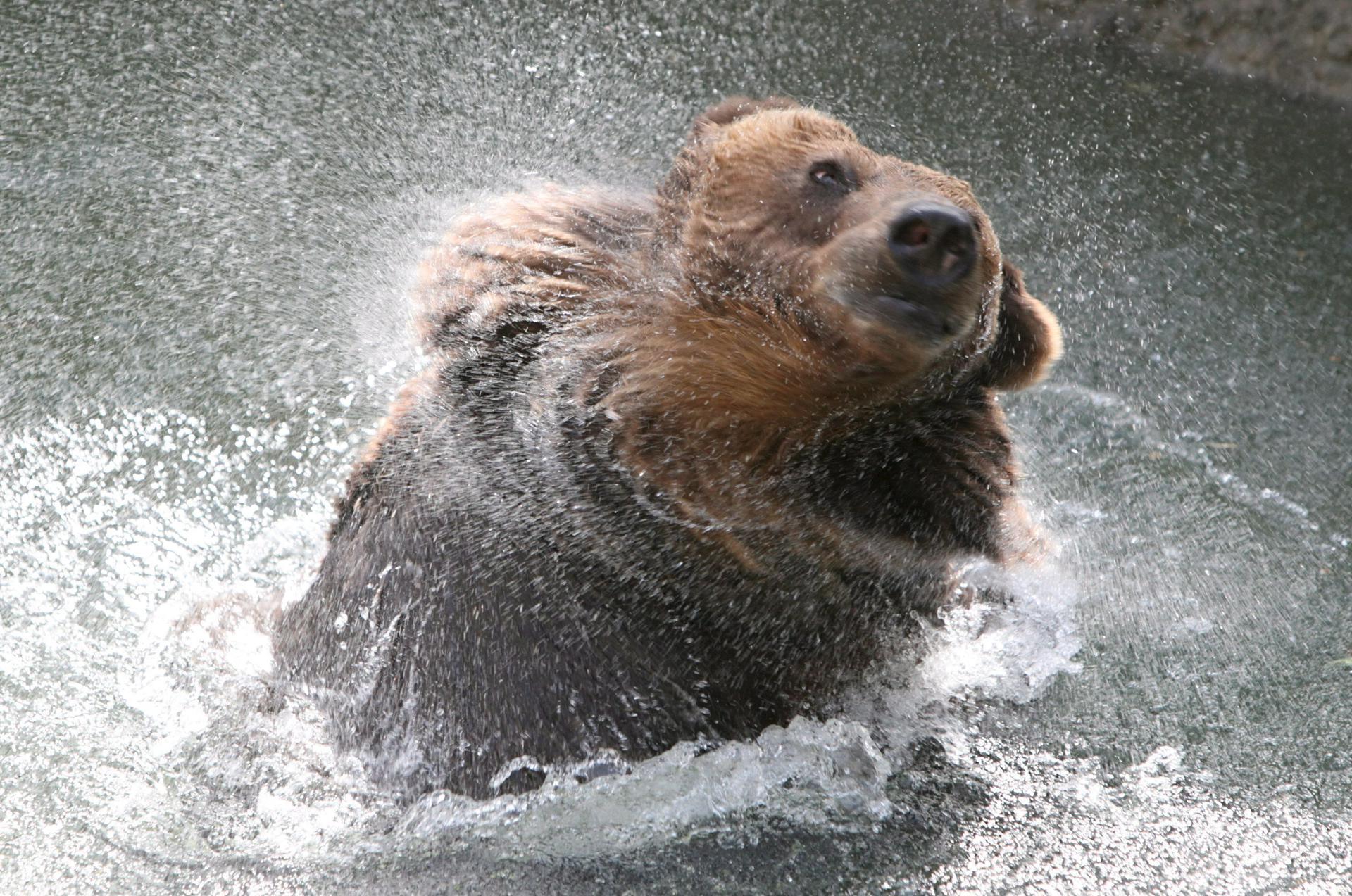 En la imagen de archivo, un oso marrón disfruta de un baño en el zoológico de Moscú, Rusia. EFE/Sergei Chirikov