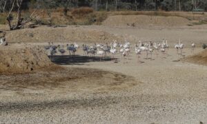 Un grupo de flamencos recorren una laguna completamente seca en La Cañada de los Pájaros, un humedal de La Puebla del Río (Sevilla) junto al Espacio Natural de Doñana, en una imagen de archivo. EFE/ José Manuel Vidal