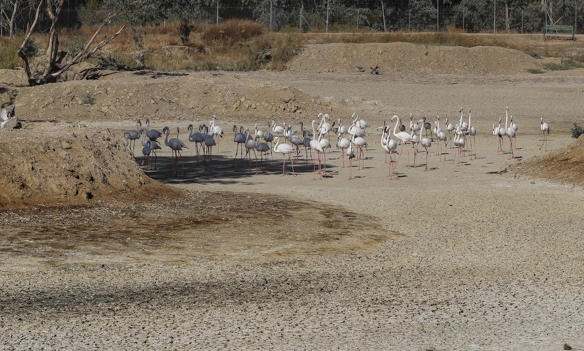 Un grupo de flamencos recorren una laguna completamente seca en La Cañada de los Pájaros, un humedal de La Puebla del Río (Sevilla) junto al Espacio Natural de Doñana, en una imagen de archivo. EFE/ José Manuel Vidal