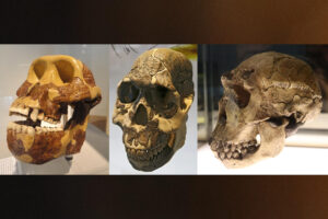 Los dientes de los homininos, especialmente las muelas, se hicieron más pequeños y más largos a lo largo de milenios para adaptarse a una dieta creciente de plantas, como las gramíneas. Crédito: Don Hitchcock; Fernando Losada Rodríguez. Imagen facilitada por la Universidad  de Dartmouth.