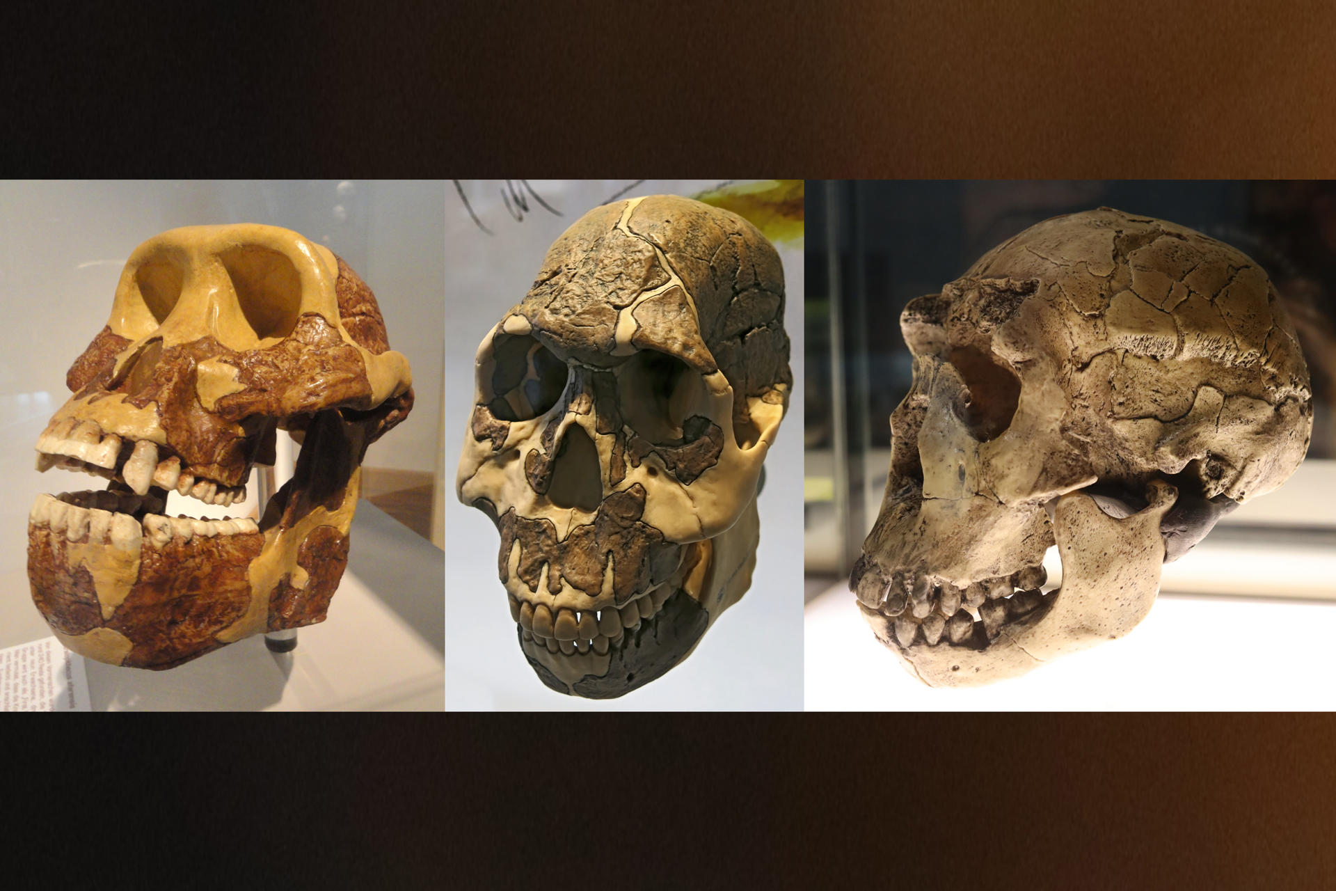 Los dientes de los homininos, especialmente las muelas, se hicieron más pequeños y más largos a lo largo de milenios para adaptarse a una dieta creciente de plantas, como las gramíneas. Crédito: Don Hitchcock; Fernando Losada Rodríguez. Imagen facilitada por la Universidad  de Dartmouth.