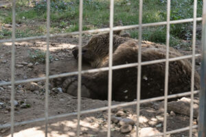 Los osos más famosos de León, Luna y Ponderoso, que permanecen en el Coto Escolar de la ciudad desde hace más de 30 años y que están considerados como los ejemplares de su especie más longevos en cautividad, serán trasladados al santuario alemán de Gnadenhof Für Bären, ubicado cerca de la ciudad Múnich, a más de 2.000 kilómetros de León. EFE/J.Casares