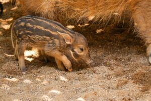 Una cría de potamoquero rojo (Potamochoerus porcus pictus), una de las especies de jabalí más singulares y coloridas del continente africano, ha nacido en el zoológico Bioparc de Fuengirola (Málaga), en un parto que se produjo a plena luz del día, con el parque abierto al público. EFE/BIOPARC Fuengirola //SOLO USO EDITORIAL/SOLO DISPONIBLE PARA ILUSTRAR LA NOTICIA QUE ACOMPAÑA (CRÉDITO OBLIGATORIO)//
