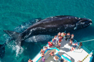 Fotografía cedida por Visit Argentina que muestra un grupo de personas durante un avistamiento de ballenas en Chubut (Argentina). EFE/ Visit Argentina