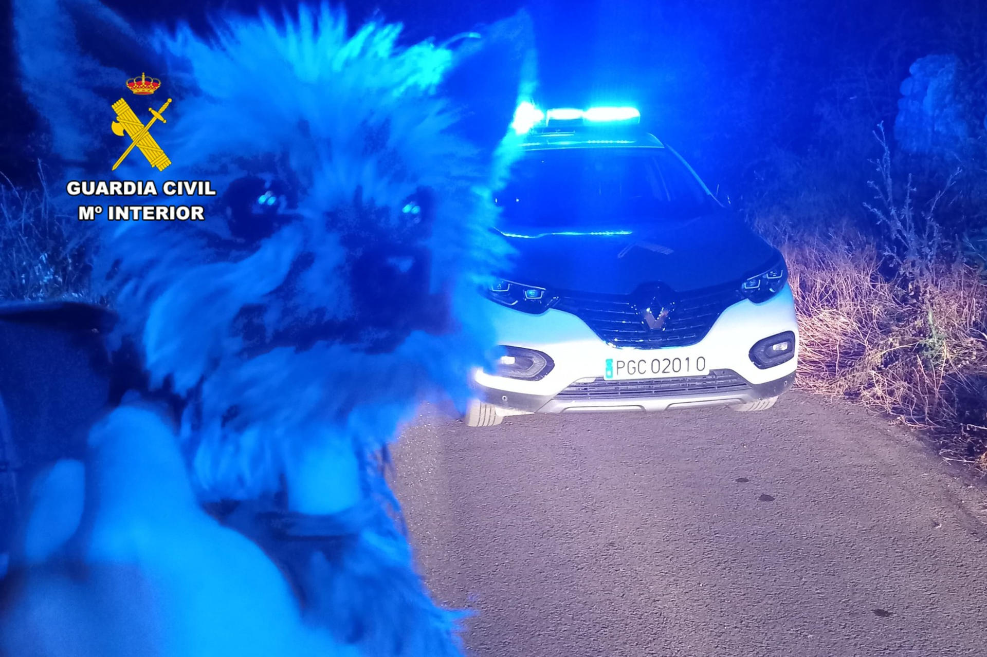 Los ladridos de Lucas, un ejemplar de yorkshire cuyo dueño había quedado malherido tras precipitarse por un talud de un camino rural en Bulbuente (Zaragoza), han permitido localizar a esta persona en una zona de zarzas y matorrales marcada por la mascota. Según informa la Dirección General de la Guardia Civil, el perrito se cruzó sobre las 02.45 horas de la madrugada de ayer en el camino de una patrulla que prestaba servicios de seguridad ciudadana en la zona y se paró ante el vehículo oficial sin parar de ladrar y mostrándose muy inquieto en todo momento. EFE/Guardia Civil / SOLO USO EDITORIAL/SOLO DISPONIBLE PARA ILUSTRAR LA NOTICIA QUE ACOMPAÑA (CRÉDITO OBLIGATORIO)
