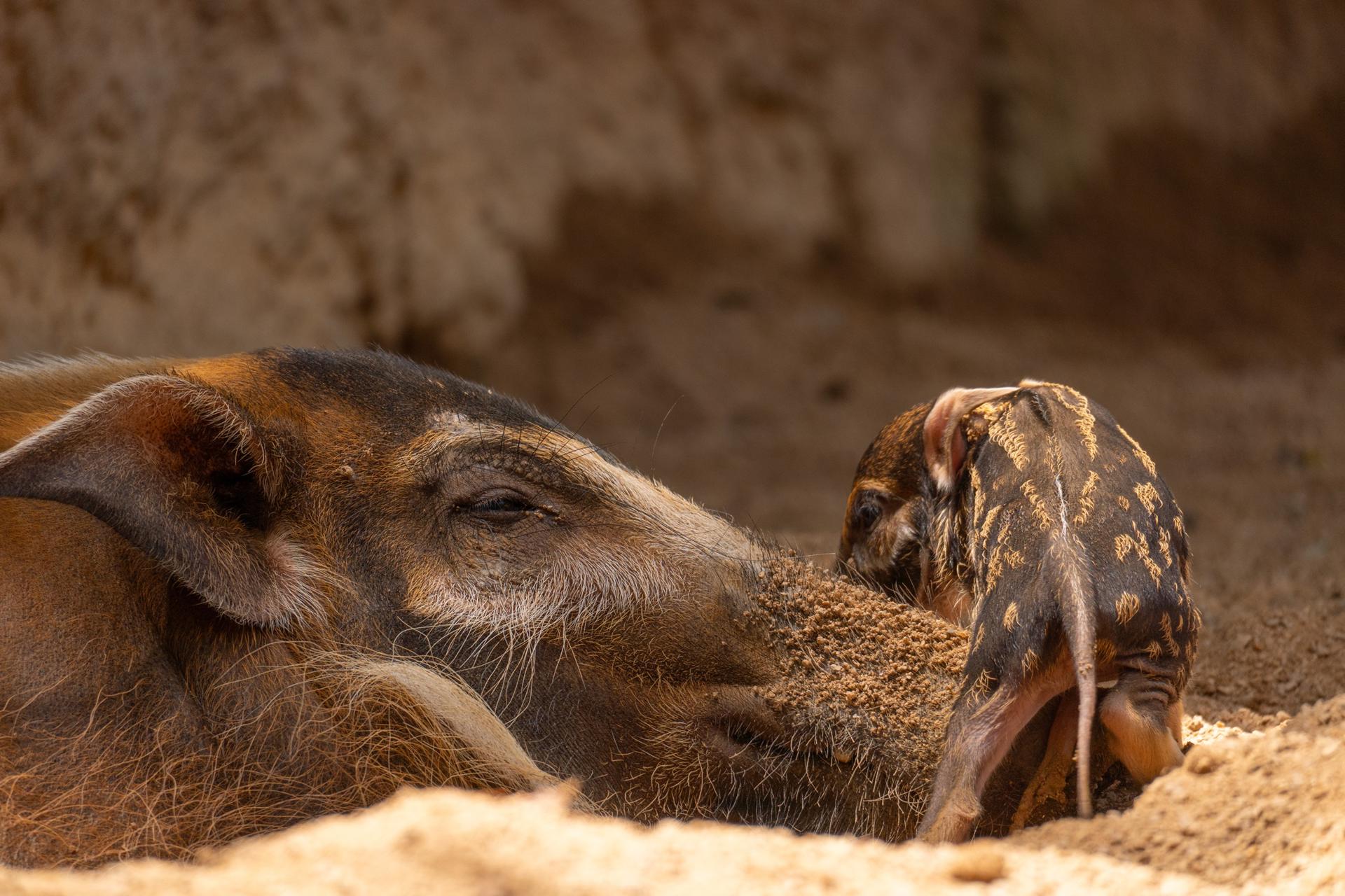 Una cría de potamoquero rojo (Potamochoerus porcus pictus), una de las especies de jabalí más singulares y coloridas del continente africano, ha nacido en el zoológico Bioparc de Fuengirola (Málaga), en un parto que se produjo a plena luz del día, con el parque abierto al público. EFE/BIOPARC Fuengirola //SOLO USO EDITORIAL/SOLO DISPONIBLE PARA ILUSTRAR LA NOTICIA QUE ACOMPAÑA (CRÉDITO OBLIGATORIO)//