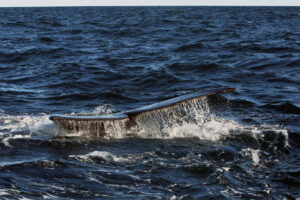 En la imagen de archivo, una ballena en la Península Valdés, al norte de la Patagonia argentina, en la provincia de Chubut, Puerto Madryn (Argentina). EFE/Alberto Ortiz
