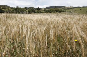 Fotografía de un campo de trigo, el 9 de septiembre de 2020, en Cucunubá, departamento de Cundinamarca (Colombia). EFE/ Mauricio Dueñas Castañeda