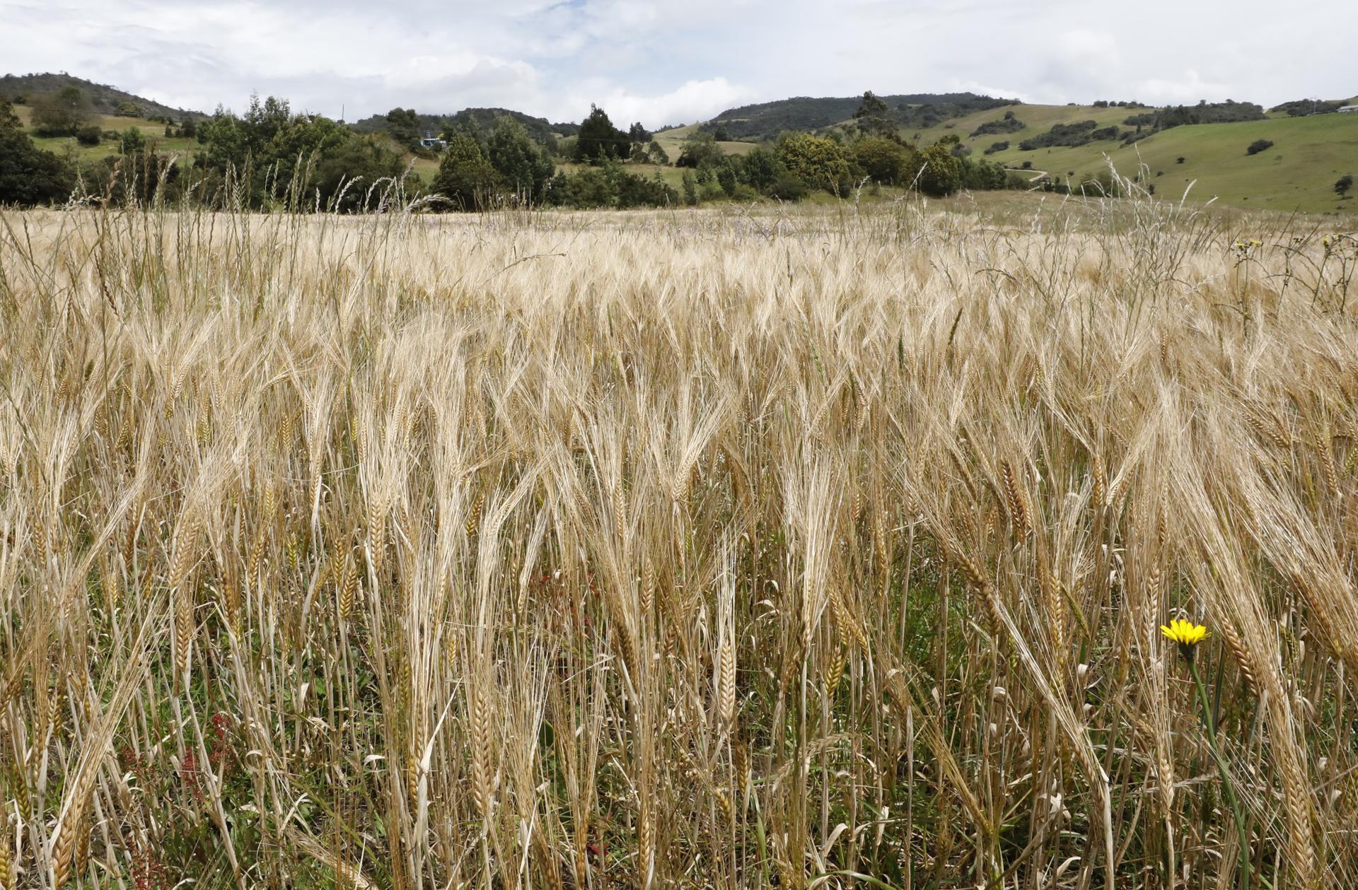 Fotografía de un campo de trigo, el 9 de septiembre de 2020, en Cucunubá, departamento de Cundinamarca (Colombia). EFE/ Mauricio Dueñas Castañeda