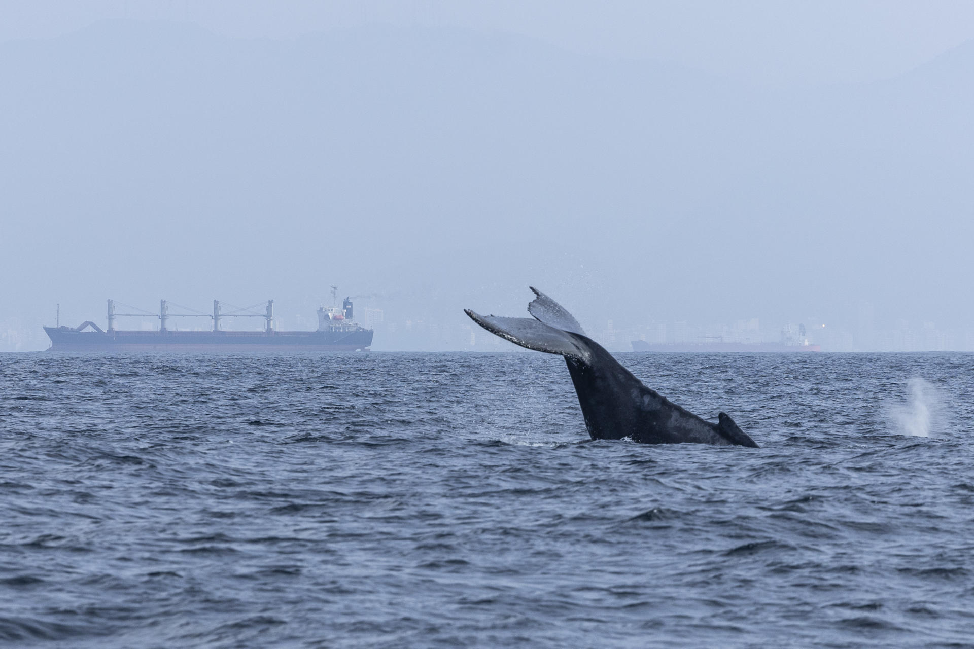 Fotografía que muestra a una ballena jorobada frente a un barco este miércoles, en la Bahía de Guanabara, en Río de Janeiro (Brasil). EFE/ André Coelho