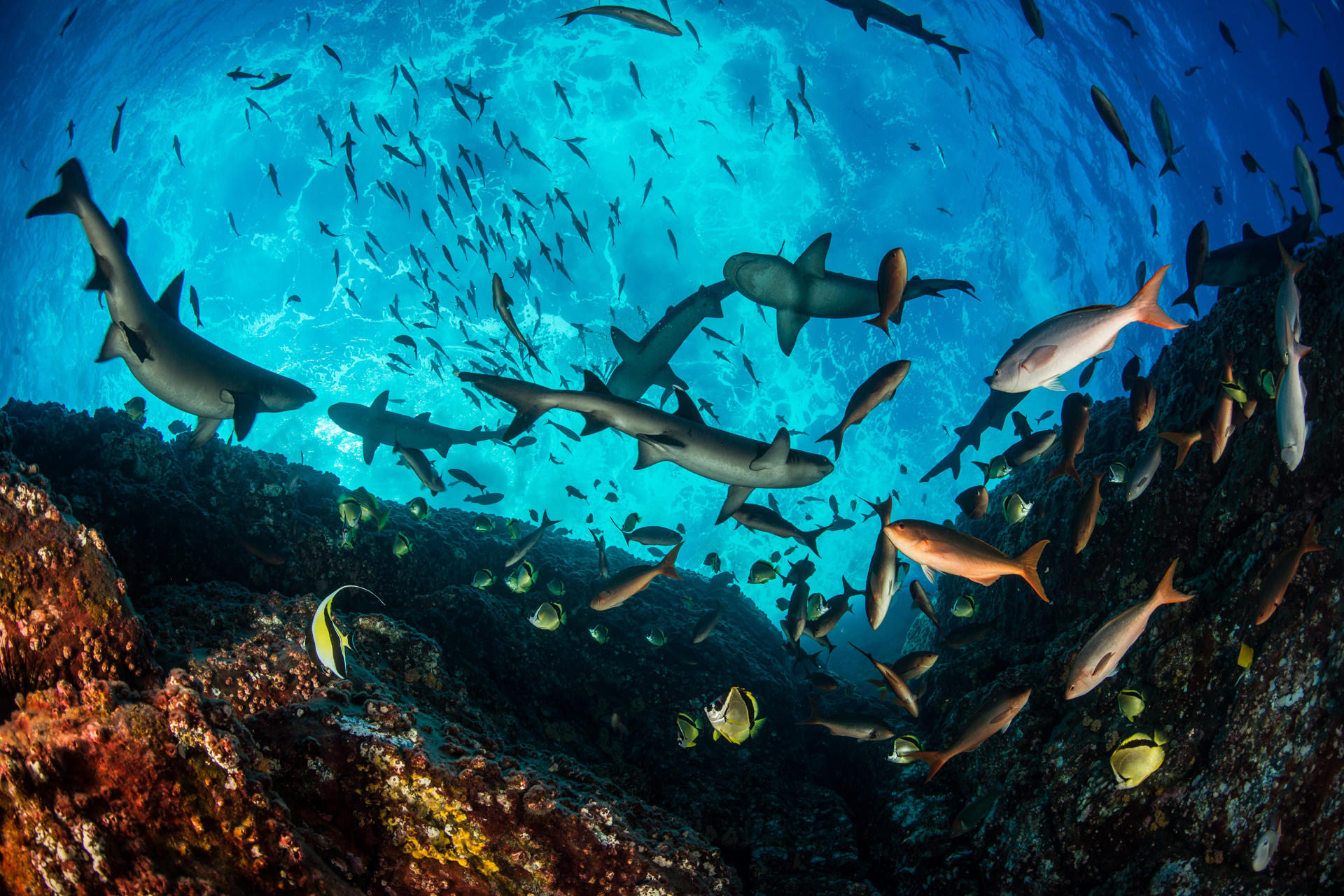 Fondo marino del archipiélago de Revillagigedo, México. Crédito: Enric Sala
