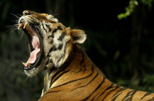 Un tigre ruge en el zoo de Dusit en Bangkok, Tailandia, en una fotografía de archivo. EFE/Ritchie B. Tongo
THAILAND ANIMALS INTERNATIONAL T.jpg:epa04864868 A tiger at Dusit Zoo in Bangkok, Thailand, 29 July 2015. The world marks International Tiger Day on 29 July 2015, aiming to raise awareness of tiger conservation. EPA/RITCHIE B. TONGO