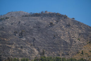Fotografía de archivo de una vista de los daños producidos por el incendio forestal declarado en el paraje San Pascual de Ibi (Alicante). EFE/ Pablo Miranzo