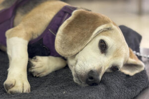 Un beagle adulto de siete años a punto de 'jubilarse' en la Facultad de Veterinaria de la Universidad Complutense de Madrid. Los perros que manejan los alumnos de la Facultad de Veterinaria de la Complutense (UCM) en sus clases prácticas abandonan cada año el animalario del Hospital Veterinario para pasar las vacaciones en familias de acogida, según una fórmula novedosa en España que la universidad madrileña ha implantado con "excelentes resultados". Estos canes de la raza Beagle, conocidos por ser compactos, musculosos e inteligentes, "los utilizamos exclusivamente para prácticas del grado de Veterinaria, para enseñar a los alumnos a explorar a los animales, cómo escuchar el corazón, palpar el abdomen o poner un termómetro", explica a EFE la profesora Mercedes García Sancho. EFE/ Mercedes García Sancho SOLO USO EDITORIAL/SOLO DISPONIBLE PARA ILUSTRAR LA NOTICIA QUE ACOMPAÑA (CRÉDITO OBLIGATORIO)