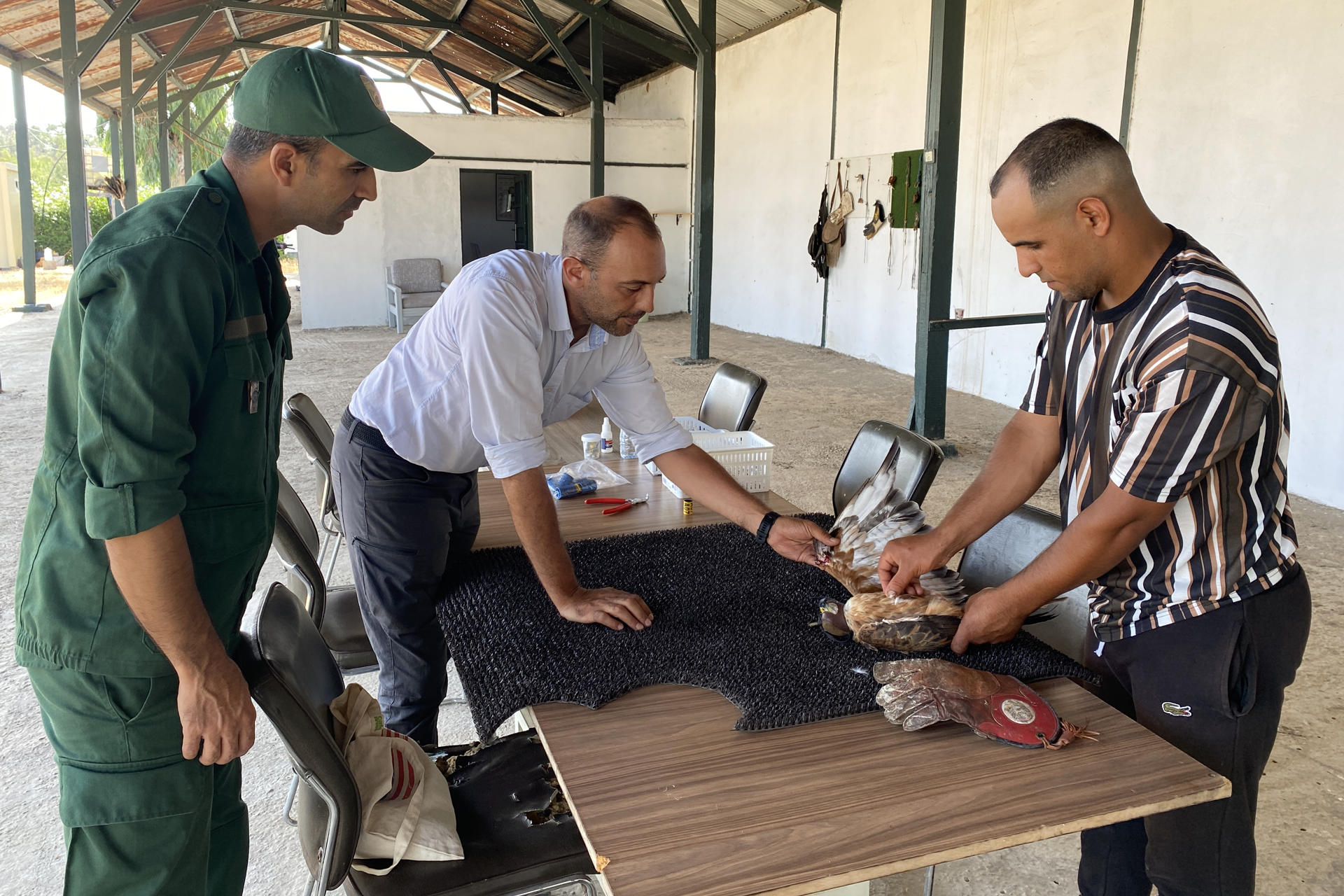 Vista del centro de rehabilitación de rapaces a las afueras de Rabat (Marruecos). Un busardo moro rescatado de un mercado ilegal, un búho chico con un ala roto y un buitre moteado con trauma por colisión: estas aves rapaces han encontrado una segunda oportunidad en un centro de rehabilitación en Marruecos que lucha por devolver estos pájaros a su hábitat natural. EFE/ Fatima Zohra Bouaziz