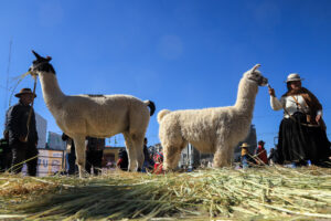 Criadores exponen sus alpacas durante una feria de camélidos este sábado, en El Alto (Bolivia). EFE/ Gabriel Márquez
