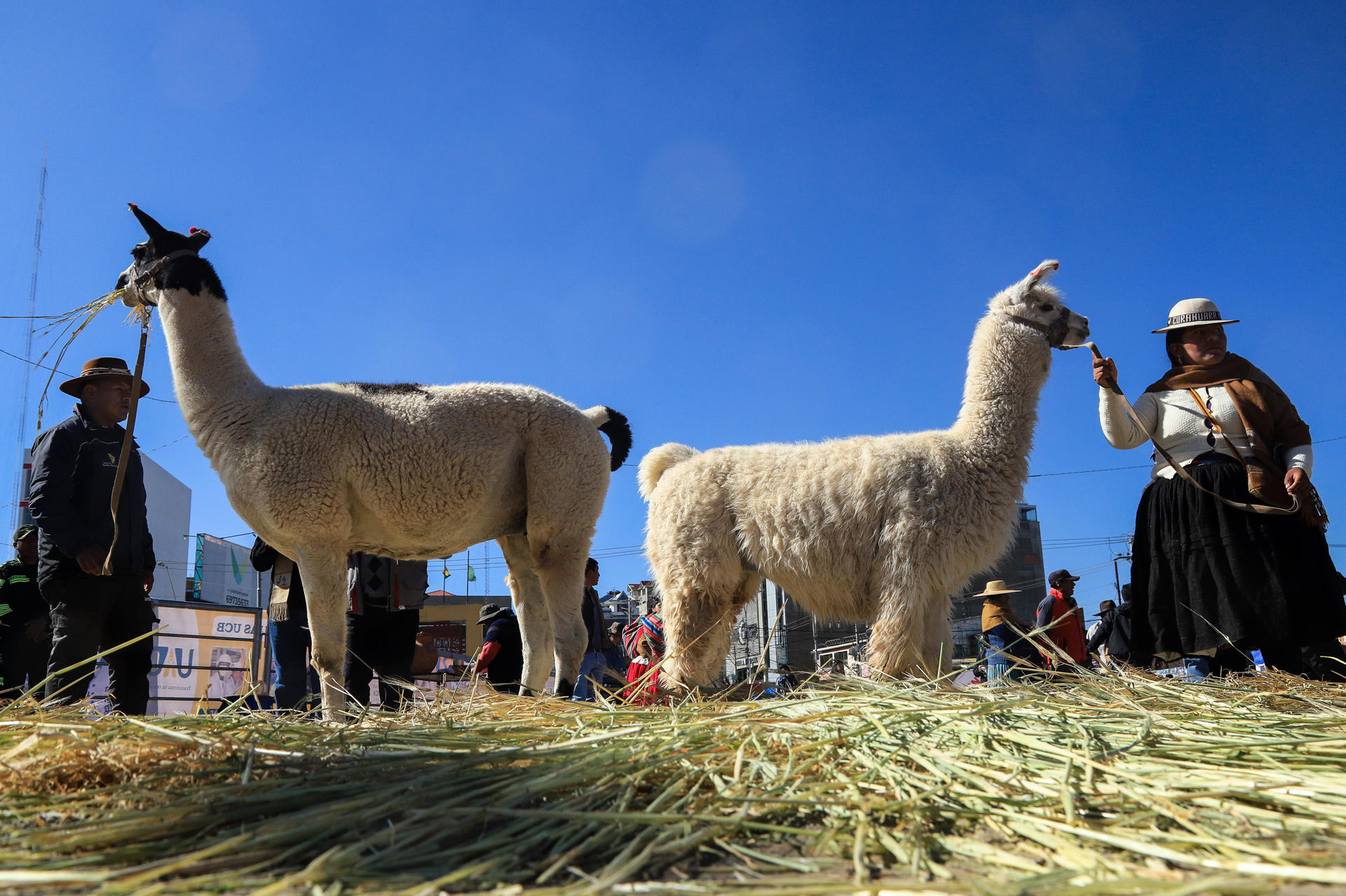Criadores exponen sus alpacas durante una feria de camélidos este sábado, en El Alto (Bolivia). EFE/ Gabriel Márquez