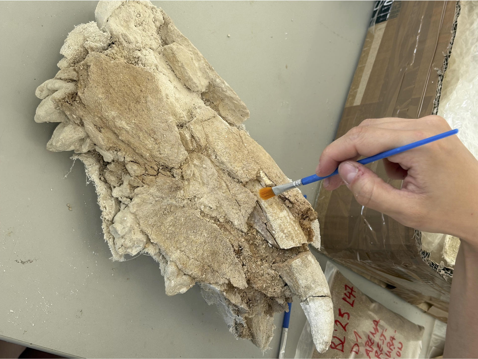 La tercera campaña de excavación en los yacimientos de la zona arqueológica Cuenca de Orce, coordinada por la Universidad de Granada y financiada por la Junta de Andalucía, ha concluido con más de 700 fósiles exhumados en Venta Micena y el hallazgo de diversas herramientas líticas en Barranco León y Fuente Nueva 3. En la imagen, mandíbula de cría de hipopótamo con un colmillo en desarrollo que aportará información sobre el crecimiento de esta especie. EFE/Universidad de Granada/SOLO USO EDITORIAL/SOLO DISPONIBLE PARA ILUSTRAR LA NOTICIA QUE ACOMPAÑA (CRÉDITO OBLIGATORIO)