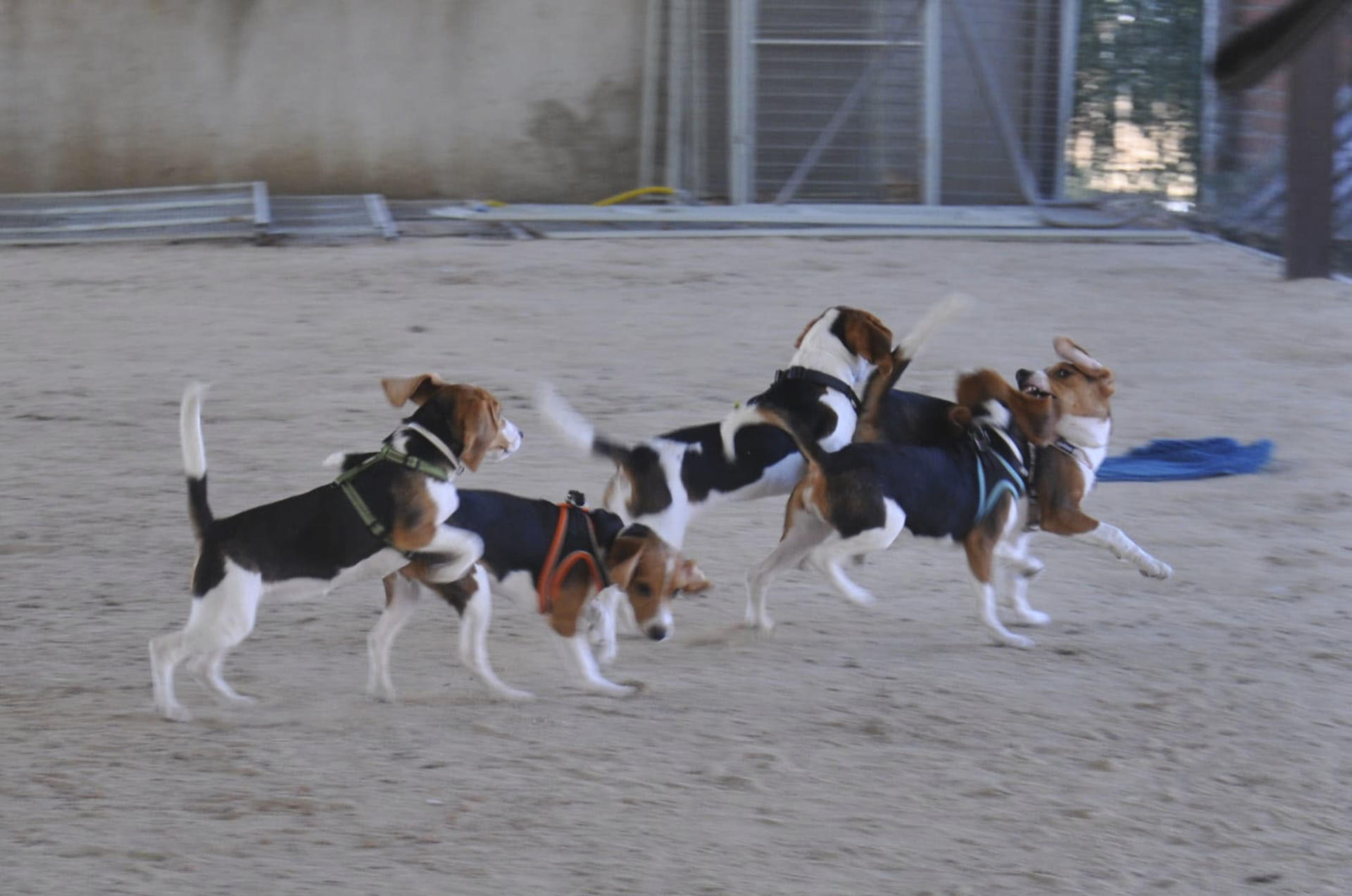 Los perros que manejan los alumnos de la Facultad de Veterinaria de la Complutense (UCM) en sus clases prácticas abandonan cada año el animalario del Hospital Veterinario para pasar las vacaciones en familias de acogida, según una fórmula novedosa en España que la universidad madrileña ha implantado con "excelentes resultados". Estos canes de la raza Beagle, conocidos por ser compactos, musculosos e inteligentes, "los utilizamos exclusivamente para prácticas del grado de Veterinaria, para enseñar a los alumnos a explorar a los animales, cómo escuchar el corazón, palpar el abdomen o poner un termómetro", explica a EFE la profesora Mercedes García Sancho. EFE/ Mercedes García Sancho SOLO USO EDITORIAL/SOLO DISPONIBLE PARA ILUSTRAR LA NOTICIA QUE ACOMPAÑA (CRÉDITO OBLIGATORIO)
