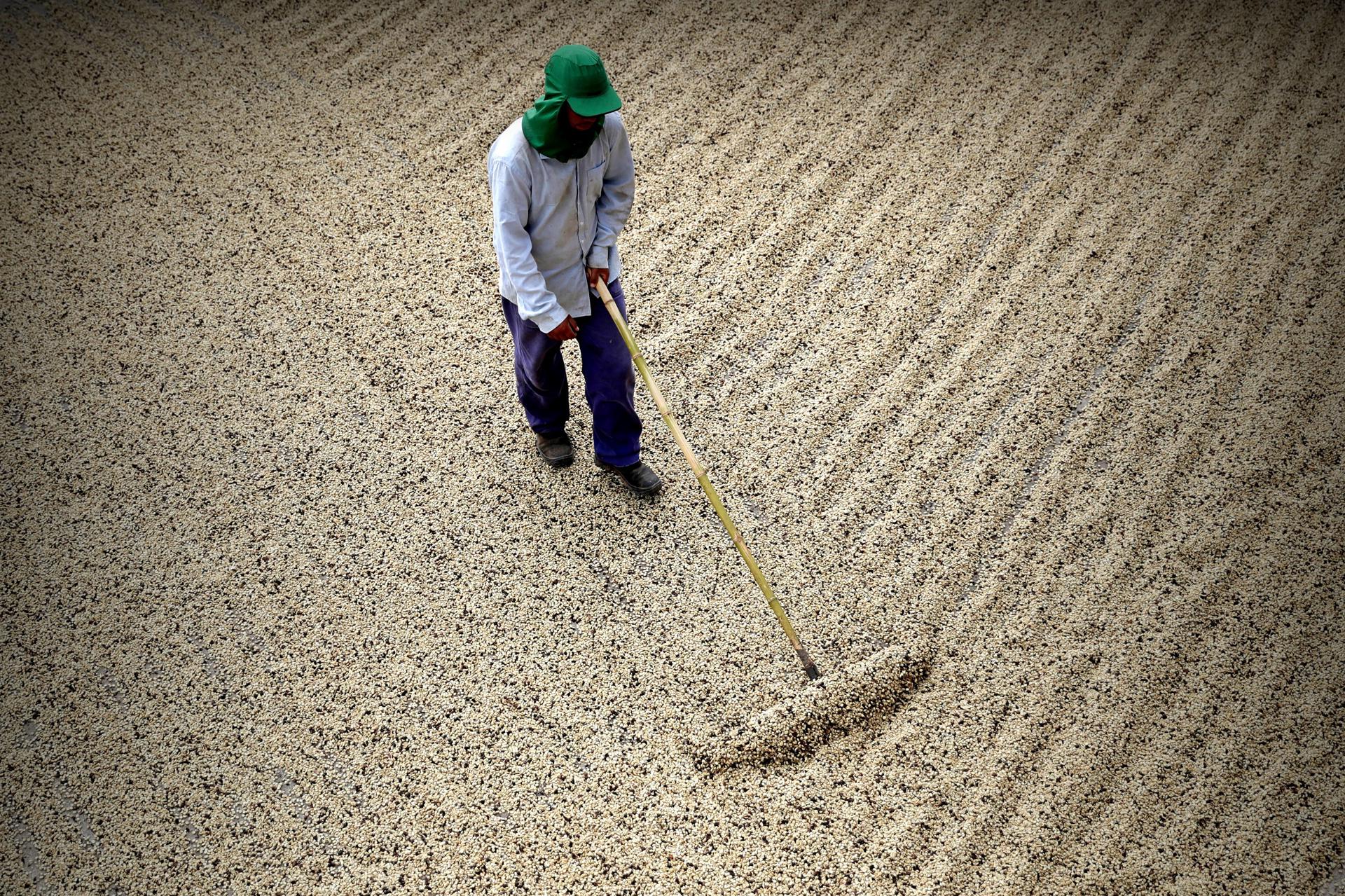 Fotografía de archivo de un agricultor al secar granos de café, en la Hacienda Recanto Machado, en el estado brasileño de Minas Gerais. EFE/Fernando Bizerra Jr.