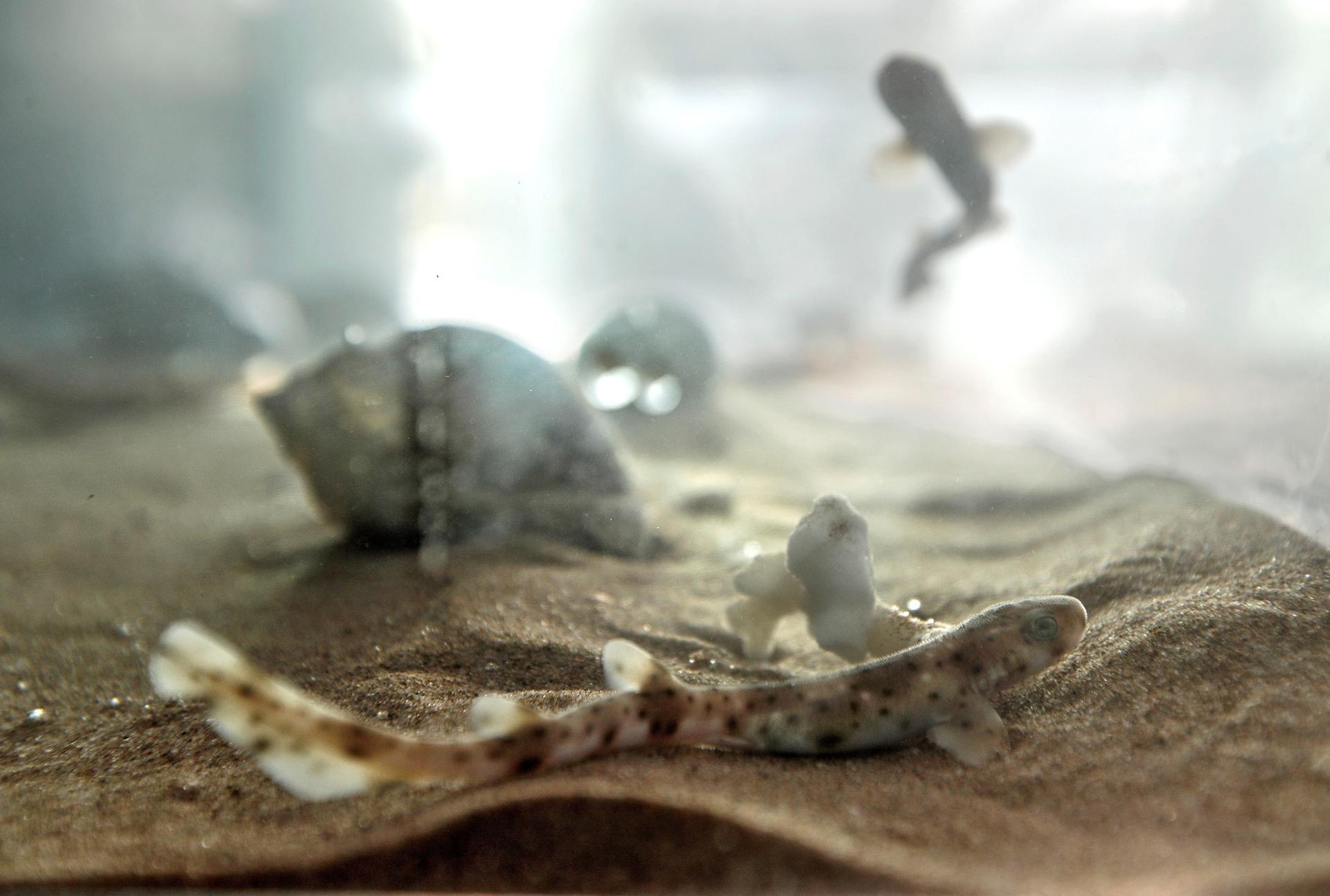 Imagen de archivo de una suelta de veinte ejemplares jóvenes de tiburón pintarroja criados en las instalaciones del Oceanogràfic de València. EFE/Manuel Bruque