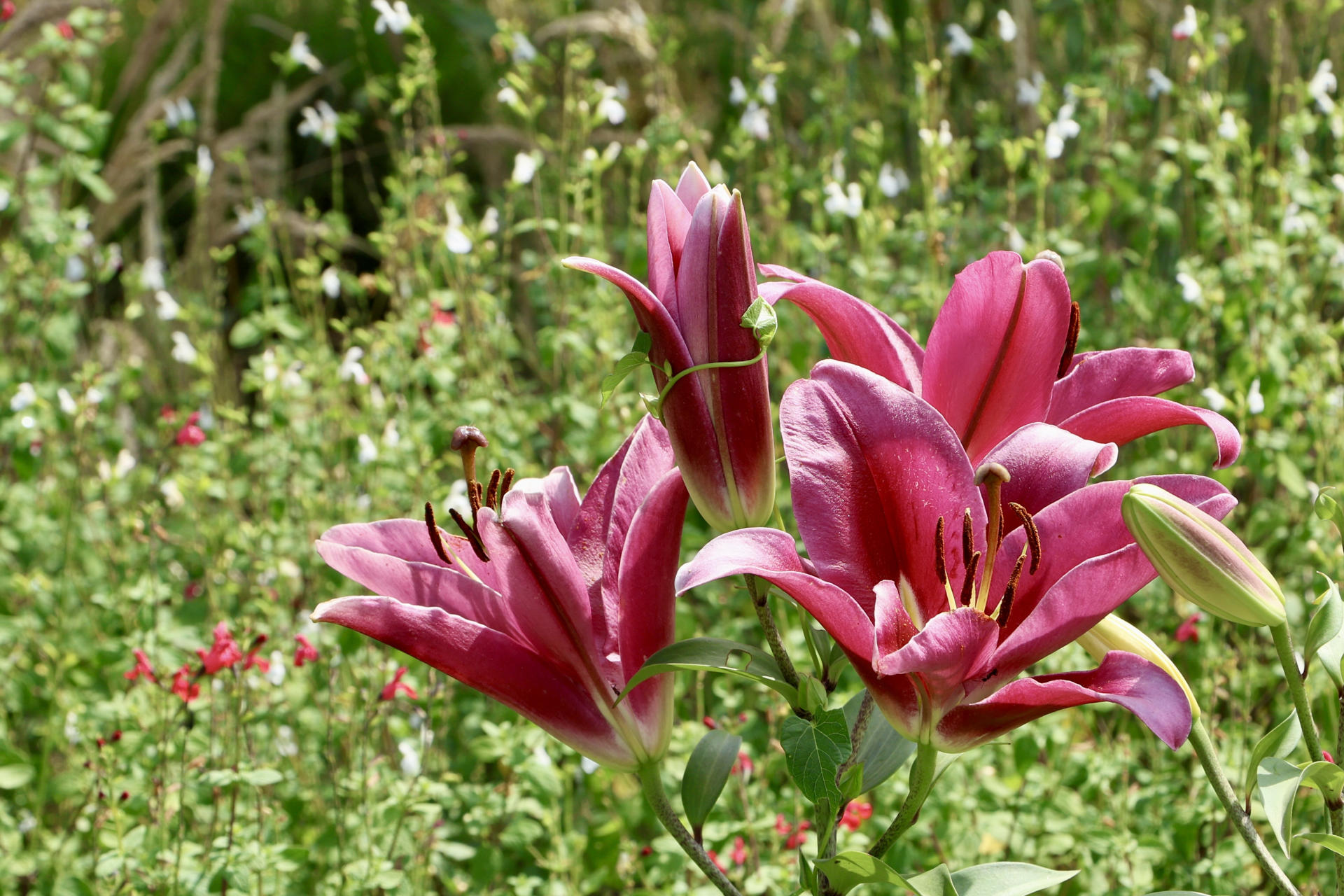 En el centro cántabro de Formación Profesional La Granja de Heras, donde hace décadas se explotaba el hierro, florece el único jardín botánico con más de mil especies vegetales, algunas que se creían extinguidas, cultivadas por profesores y estudiantes. EFE/ Celia Agüero
