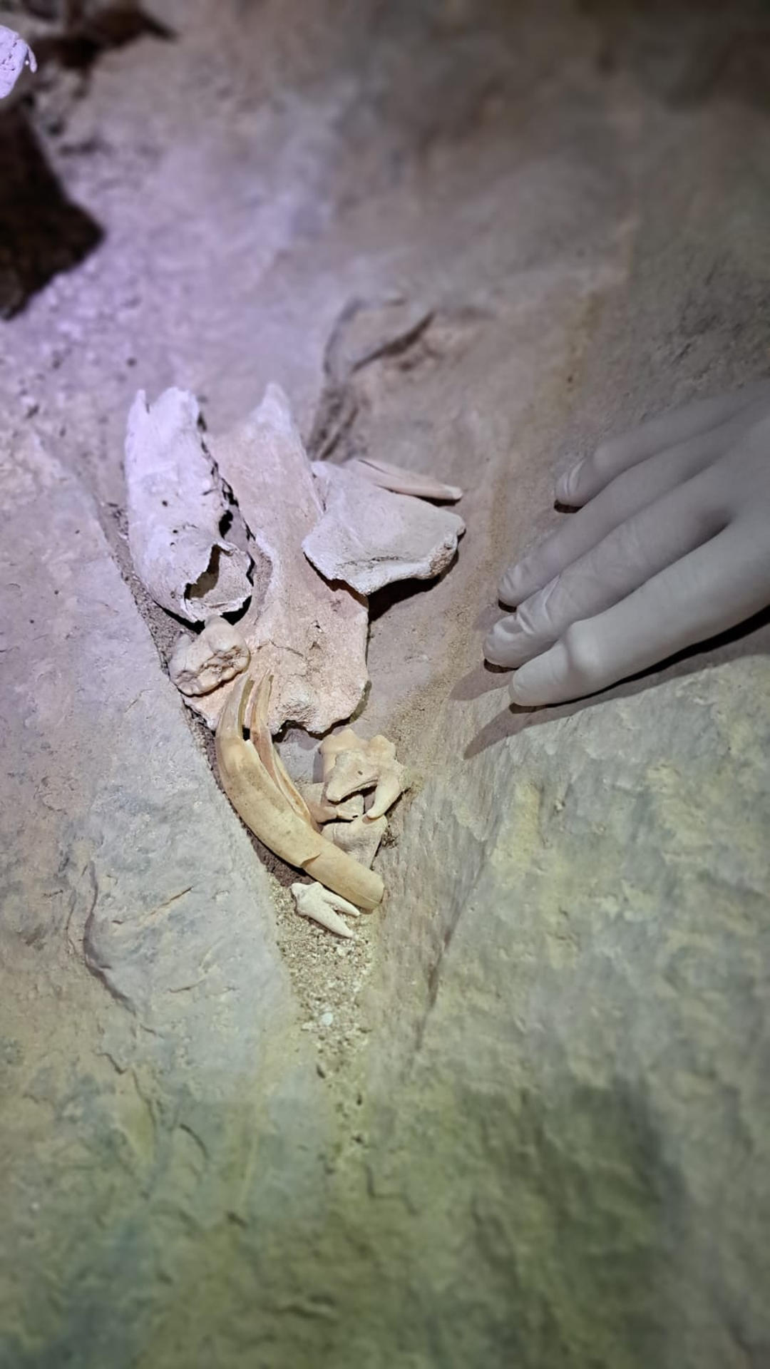 Un equipo de paleontólogos del grupo de investigación Aragosaurus-IUCA de la Universidad de Zaragoza ha identificado, por primera vez, restos fósiles de oso de las cavernas (Ursus spelaeus) en el macizo de Cotiella, en el Pirineo oscense. Según informa la Institución universitaria aragonesa, el descubrimiento, realizado en la cavidad F009 de Chorro Alto, supone una "nueva y prometedora" línea de investigación en este sistema kárstico de alta montaña y podría convertirse en el segundo yacimiento documentado de esta especie en la provincia de Huesca. EFE/ Universidad de Zaragoza SOLO USO EDITORIAL/SOLO DISPONIBLE PARA ILUSTRAR LA NOTICIA QUE ACOMPAÑA (CRÉDITO OBLIGATORIO)