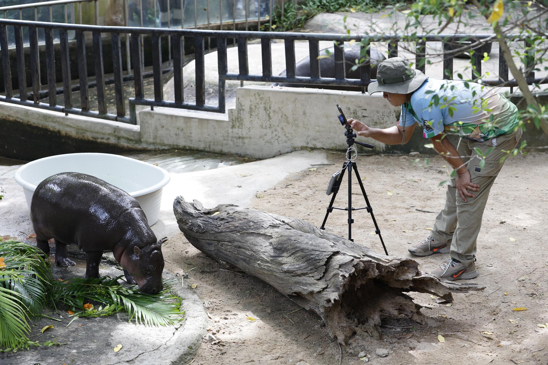 Chonburi (Thailand), 10/07/2025.- Thai zookeeper Atthapon Nundee (R) uses a mobile phone to livestream the world’s most famous one-year-old female pygmy hippopotamus, Moo Deng, enjoying a cake made of various fruits and plants to celebrate her first birthday at Khao Kheow Open Zoo in Chonburi province, Thailand, 10 July 2025. Moo Deng, whose name means 'bouncy pork' or 'bouncing pig' in Thai, has gained global popularity and become the zoo’s star and an international online sensation after a zookeeper posted videos of her on social media in 2024. The pygmy hippopotamus is native to West Africa and is classified as an endangered species. (Tailandia) EFE/EPA/RUNGROJ YONGRIT