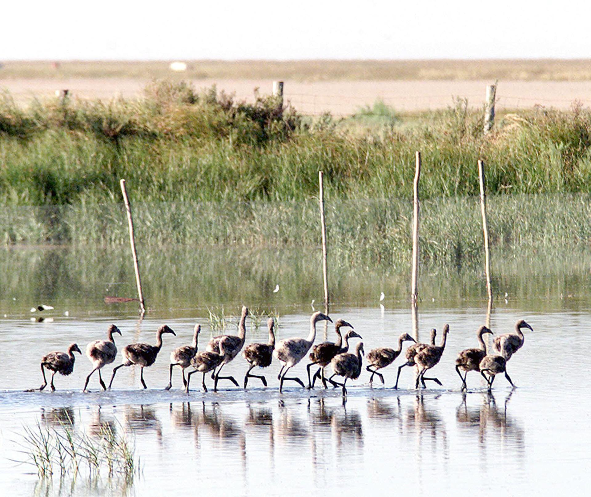 Imagen de archivo de Doñana. EFE/MIGUEL VAZQUEZ
