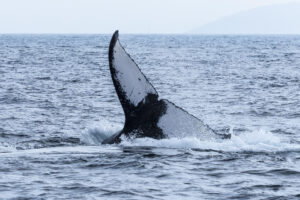que muestra a una ballena jorobada sumergiéndose este miércoles, en la Bahía de Guanabara, en Río de Janeiro (Brasil). EFE/ André Coelho