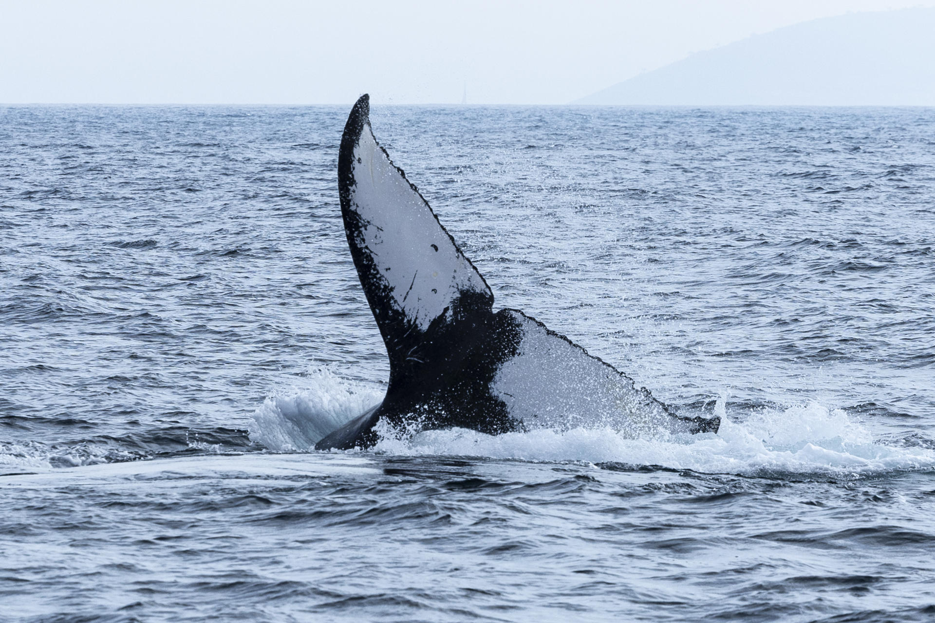 que muestra a una ballena jorobada sumergiéndose este miércoles, en la Bahía de Guanabara, en Río de Janeiro (Brasil). EFE/ André Coelho