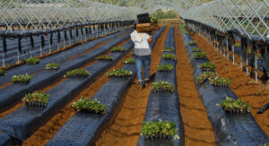 Imagen de archivo de un grupo de temporeros sembrando las plantas de fresas en una finca de Cartaya (Huelva). EFE/Julián Pérez