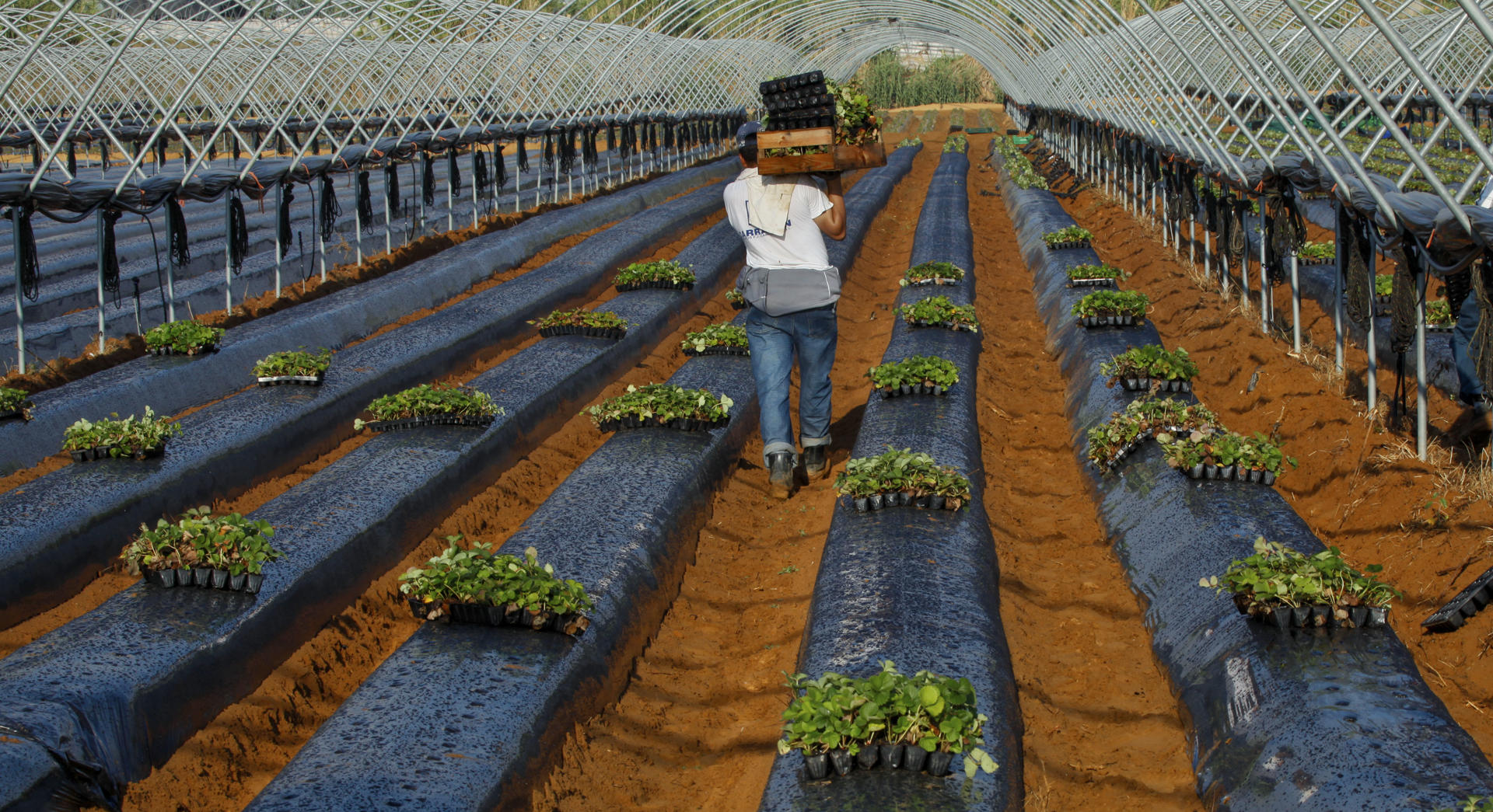Imagen de archivo de un grupo de temporeros sembrando las plantas de fresas en una finca de Cartaya (Huelva). EFE/Julián Pérez
