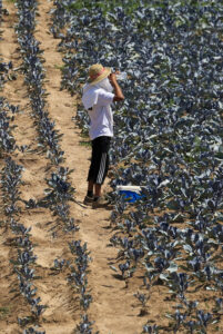 Un trabajador del campo se refresca durante su trabajo este miércoles. EFE/Kai Försterling