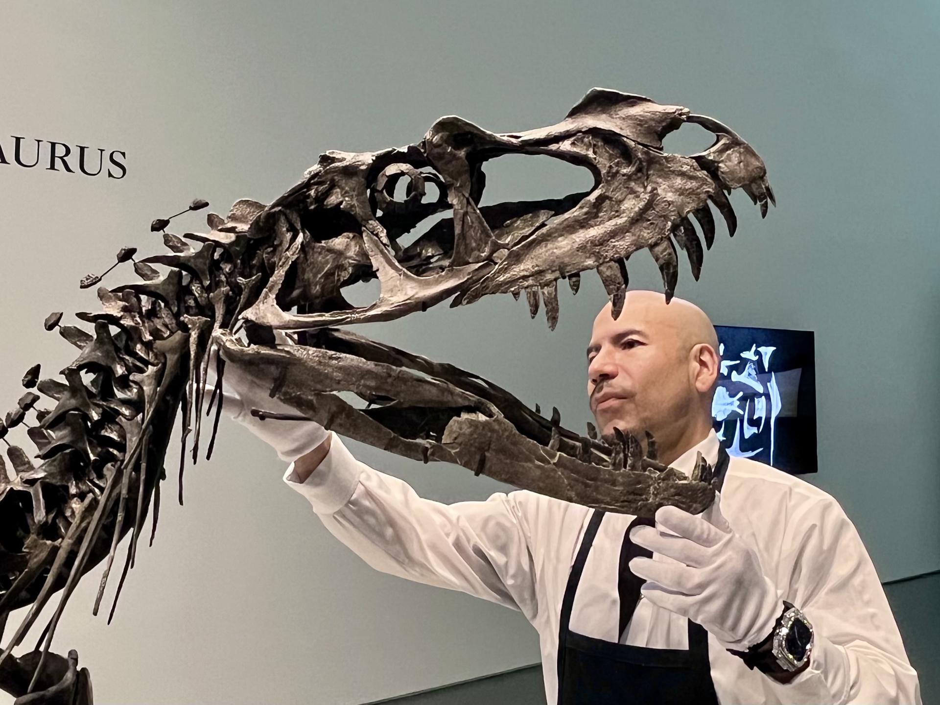 Una persona sostiene la cabeza de un Ceratosaurus expuesto este 8 de julio de 2025, en la casa de subastas Sotheby's en Nueva York (EE.UU.). EFE/ Andrea Gallego