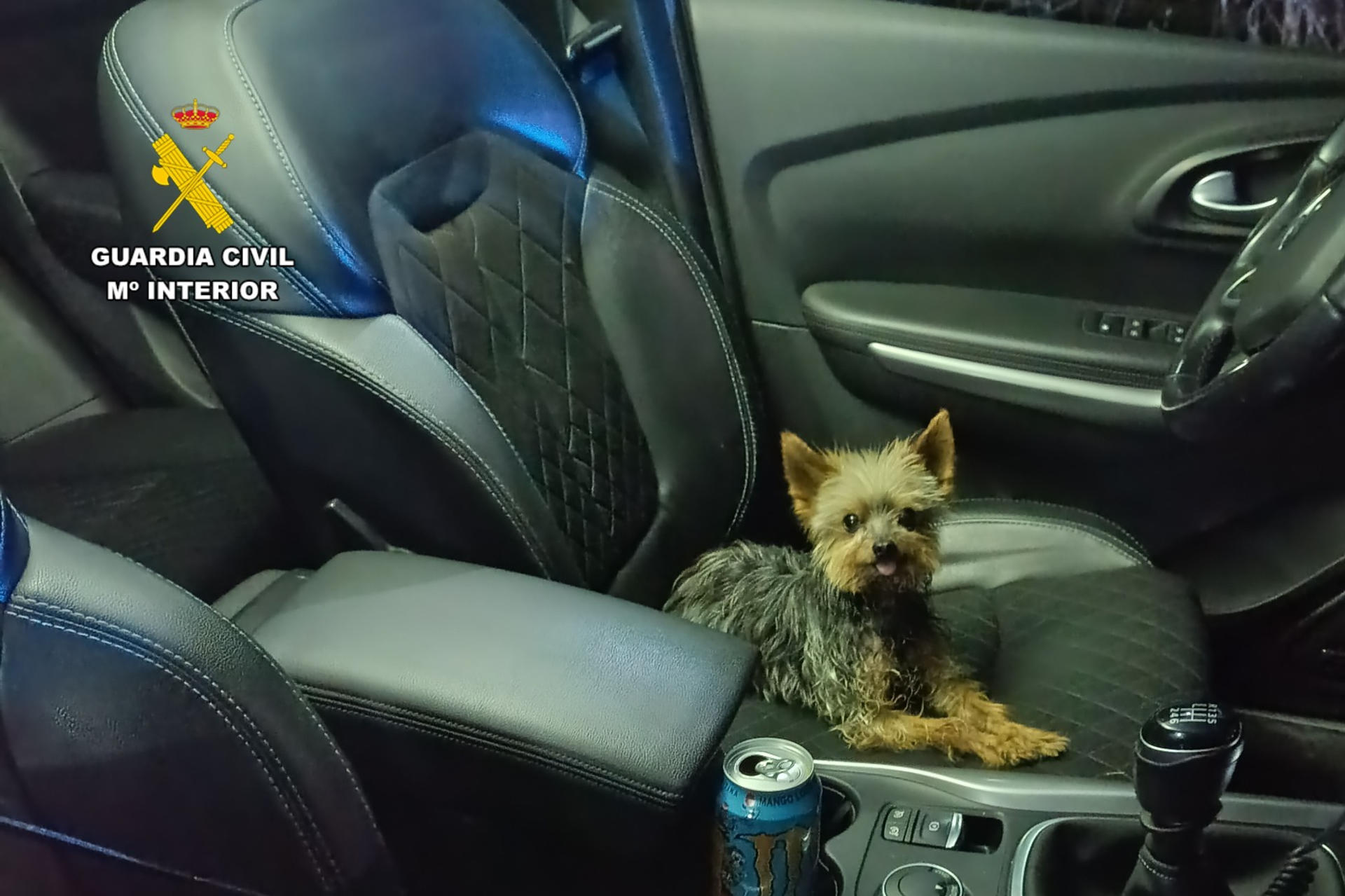 Los ladridos de Lucas, un ejemplar de yorkshire cuyo dueño había quedado malherido tras precipitarse por un talud de un camino rural en Bulbuente (Zaragoza), han permitido localizar a esta persona en una zona de zarzas y matorrales marcada por la mascota. Según informa la Dirección General de la Guardia Civil, el perrito se cruzó sobre las 02.45 horas de la madrugada de ayer en el camino de una patrulla que prestaba servicios de seguridad ciudadana en la zona y se paró ante el vehículo oficial sin parar de ladrar y mostrándose muy inquieto en todo momento. EFE/Guardia Civil / SOLO USO EDITORIAL/SOLO DISPONIBLE PARA ILUSTRAR LA NOTICIA QUE ACOMPAÑA (CRÉDITO OBLIGATORIO)
