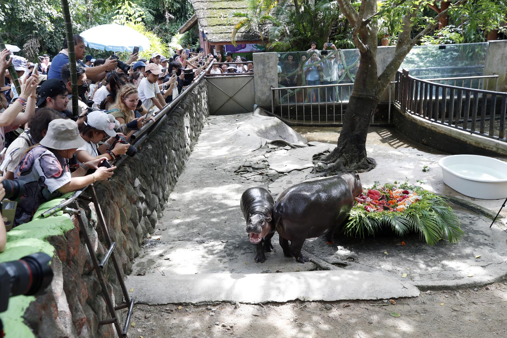 Chonburi (Thailand), 10/07/2025.- Visitors watch the world’s most famous one-year-old female pygmy hippopotamus, Moo Deng (L), and her mother Jona (R) enjoy a cake made of various fruits and plants to celebrate Moo Deng’s first birthday at Khao Kheow Open Zoo in Chonburi province, Thailand, 10 July 2025. Moo Deng, whose name means 'bouncy pork' or 'bouncing pig' in Thai, has gained global popularity and become the zoo’s star and an international online sensation after a zookeeper posted videos of her on social media in 2024. The pygmy hippopotamus is native to West Africa and is classified as an endangered species. (Tailandia) EFE/EPA/RUNGROJ YONGRIT