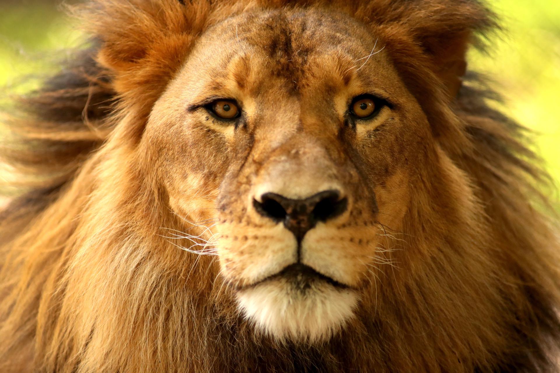 Fotografía de archivo de un león en un zoológico de Australia.
EFE/ Kelly Barnes PROHIBIDO SU USO EN AUSTRALIA Y NUEVA ZELANDA[PROHIBIDO SU USO EN AUSTRALIA Y NUEVA ZELANDA]